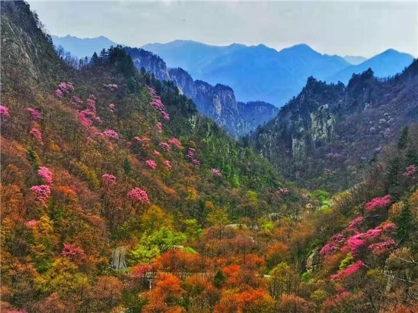 老界岭早春免费，3月共赏开山节