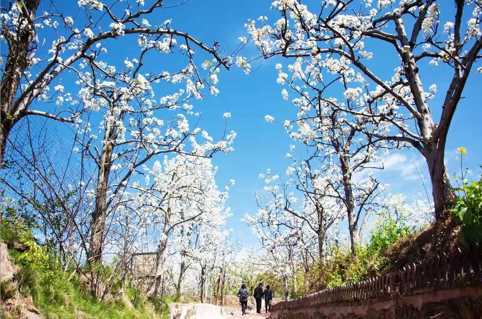 汉源梨花今又开  ——汉源县第九届“阳光康养城·宜居新汉源”赏花旅游月启